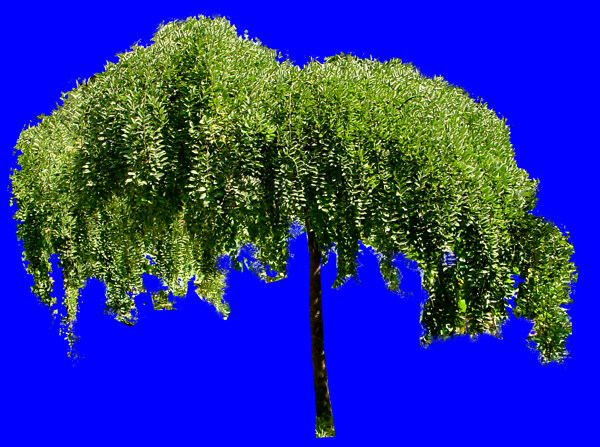 针叶树077植物素材