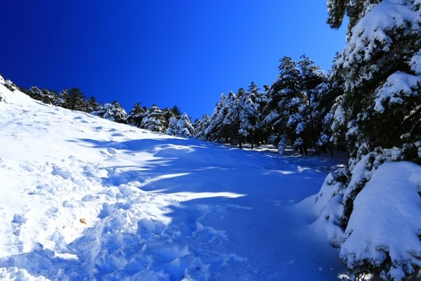 黄山雪景图片