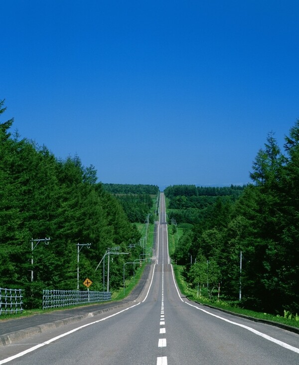 公路与树林风景图片