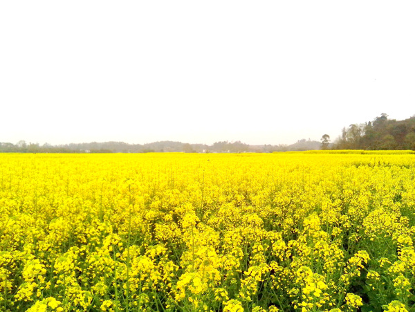 油菜花图片