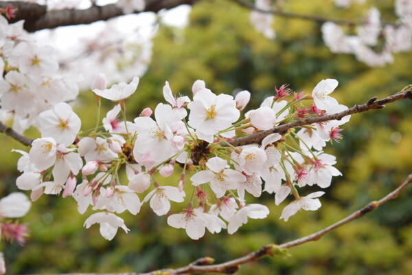 樱花