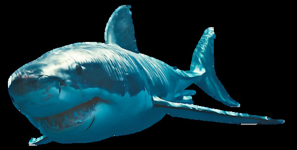 漂亮蓝色鲨鱼免抠png透明素材