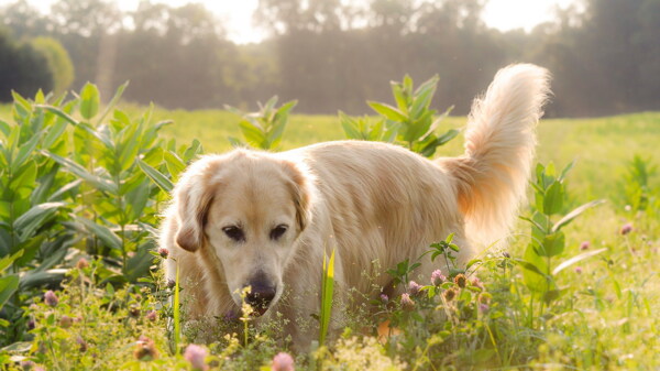 可爱金毛犬图片