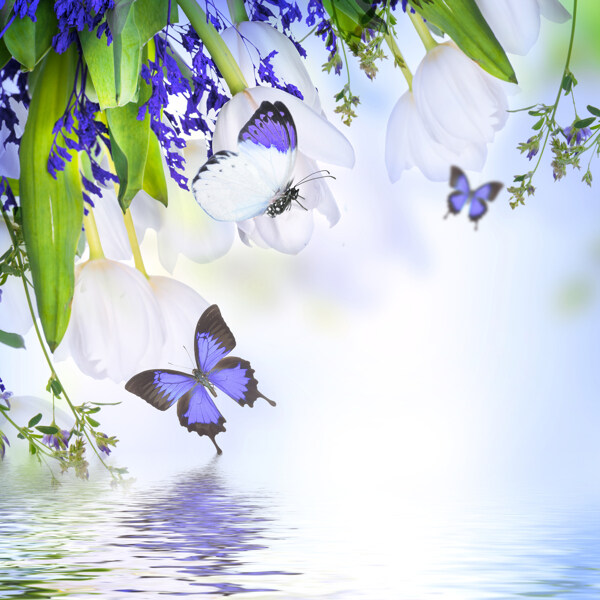 水面上的蓝色蝴蝶背景图片