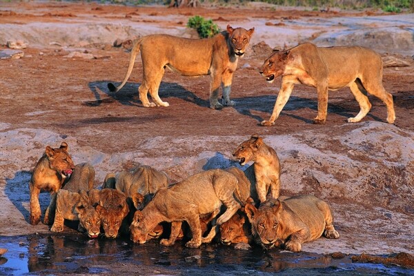 狮子幼崽狮群河水