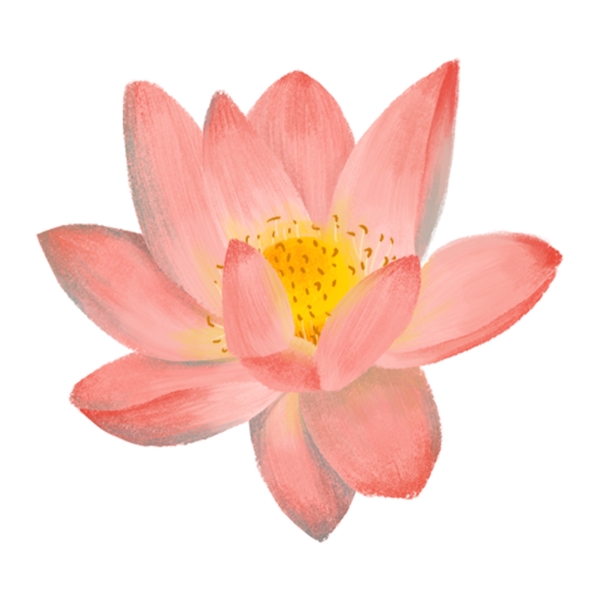 粉色荷花花卉透明装饰素材