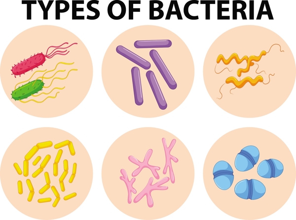 不同类型细菌说明