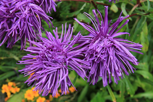 紫色射线翠菊图片