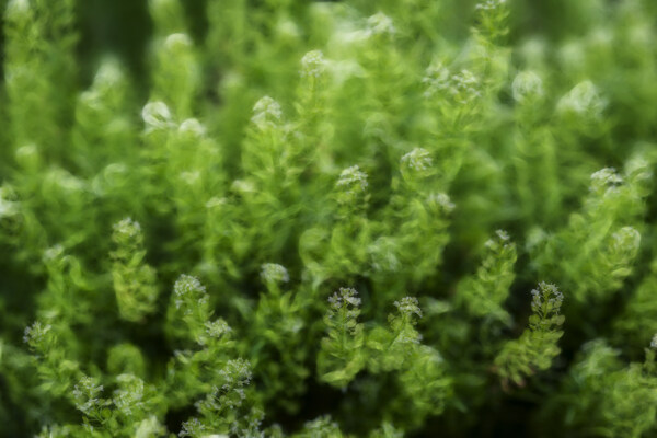 植物花卉炫光光影效果无框画装饰画