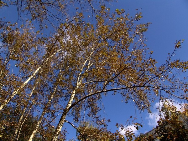 蓝天白云梧桐树图片