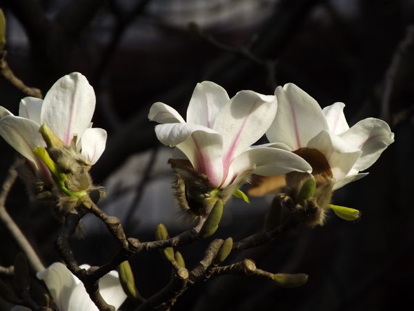 玉兰花图片