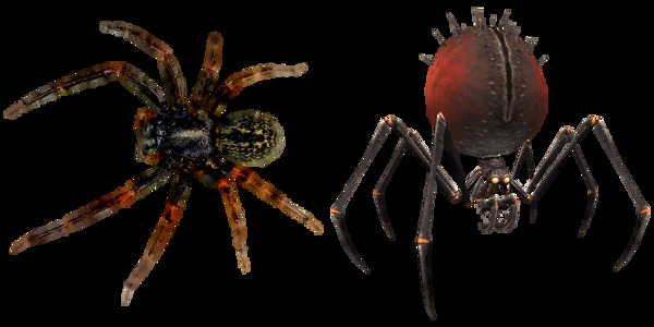 棕色蜘蛛免抠png透明图层素材