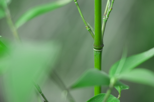 春天绿色清新竹子摄影图片