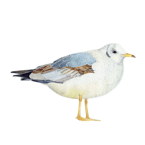 印花矢量图T恤图案动物小鸟色彩免费素材