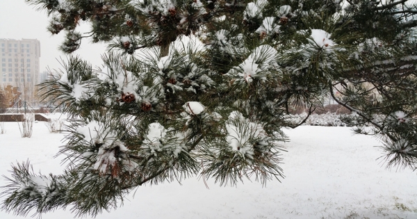 松树枝叶上的雪