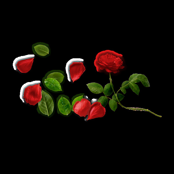 诱人玫瑰和花瓣png元素素材