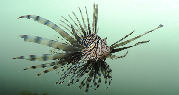 海洋生物图片