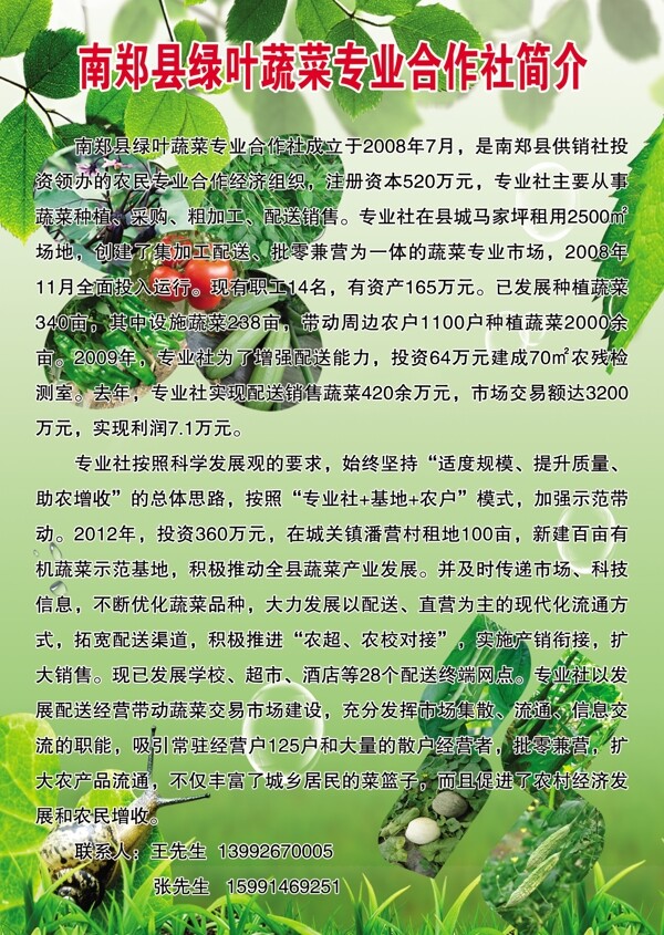 绿叶蔬菜专业简介图片