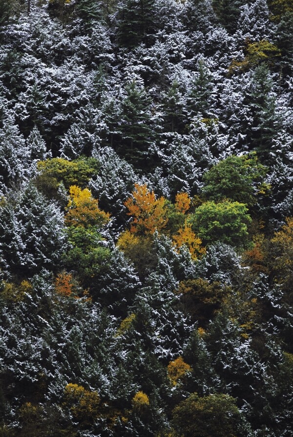 积雪森林风景图片
