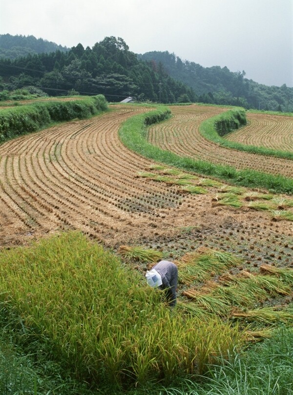 农田水稻图片