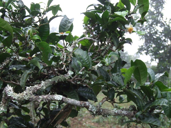 普洱茶树图片