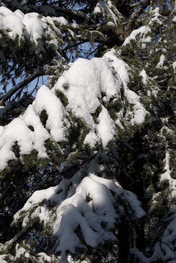 树上的白雪图片