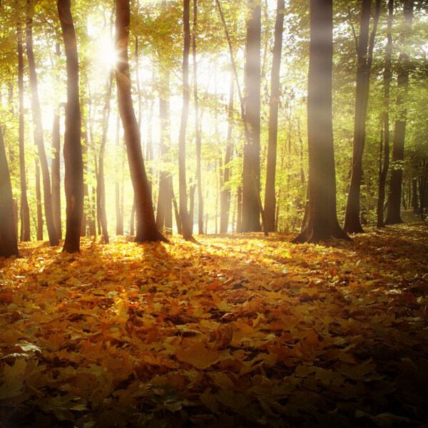 朦胧美丽的秋日树林图片