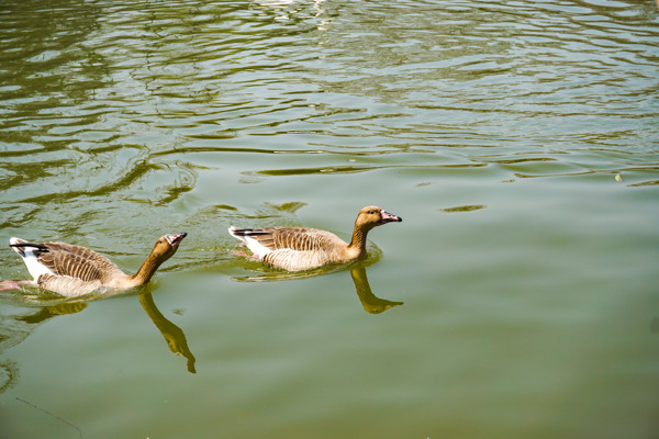 池塘里面两只嘻戏游泳的鸭子