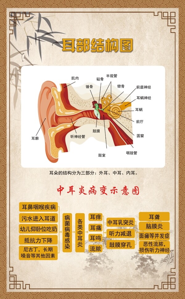 耳部结构图