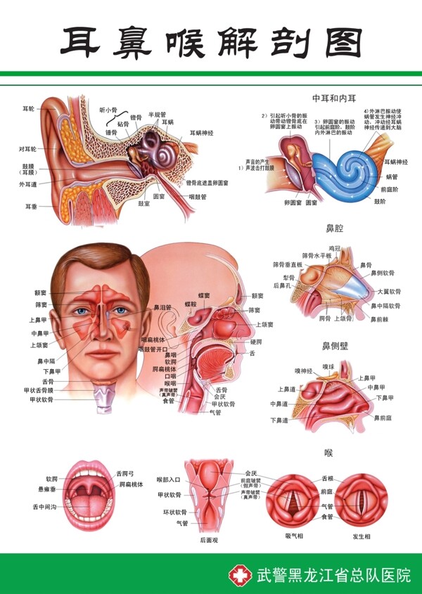 耳鼻喉解剖图图片