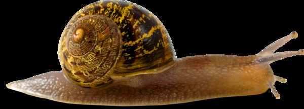 真实蜗牛图片免抠png透明图层素材