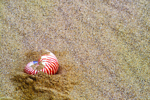 海滩上海螺图片