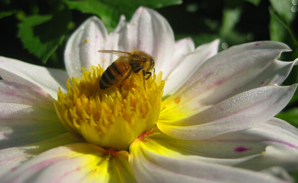 清晨蜜蜂忙采蜜图片