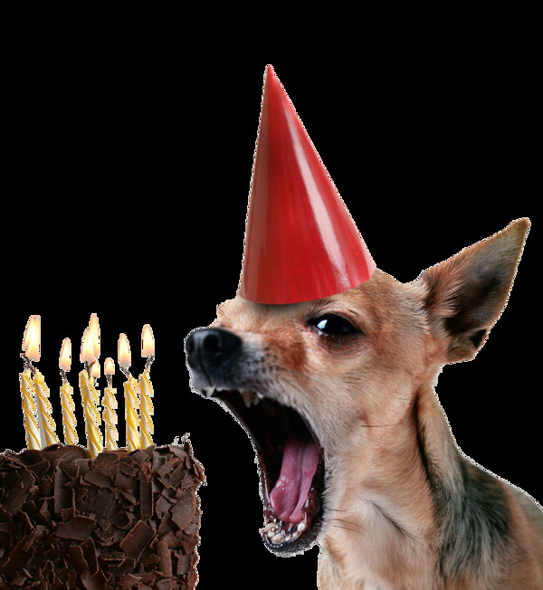 庆祝生日的宠物狗产品实物