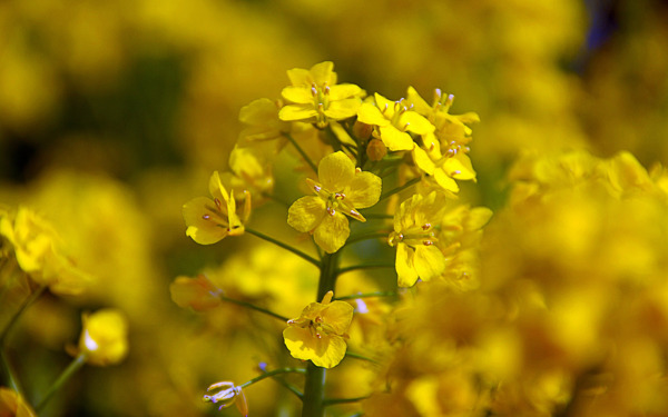 油菜花图片