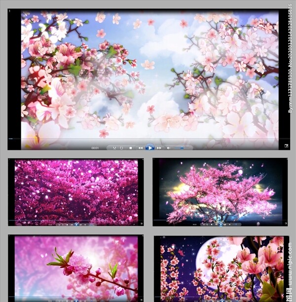 五彩斑斓桃花开放大屏幕视频素材