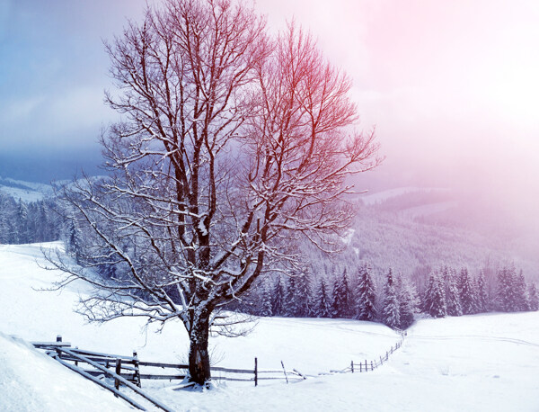 冬天雪景摄影