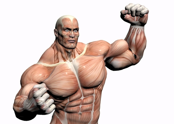 肌肉男胸肌人体结构图片