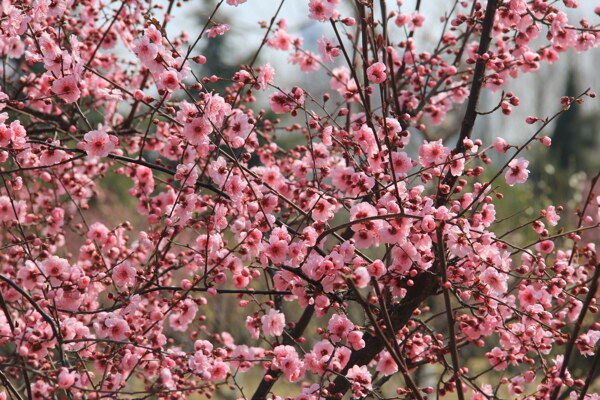 粉色花树图片