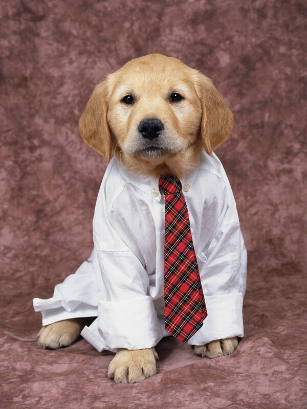 穿衣服打领带的小狗