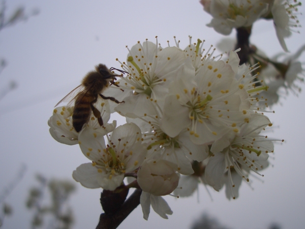 采蜜的蜜蜂图片