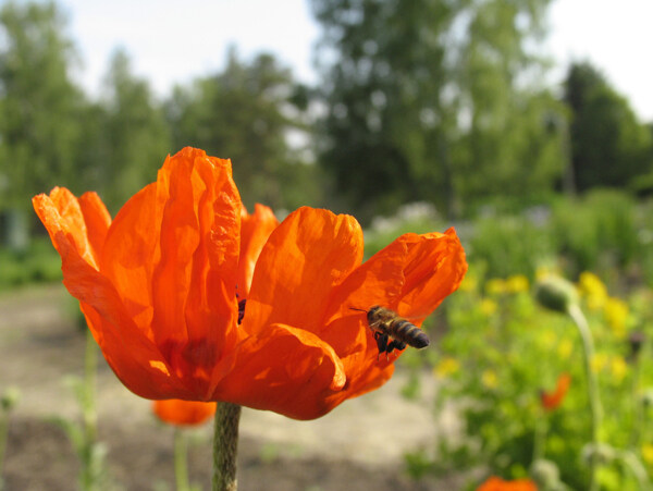 蜂花之恋蜜蜂向日葵花朵鲜花百花世界蜂与花