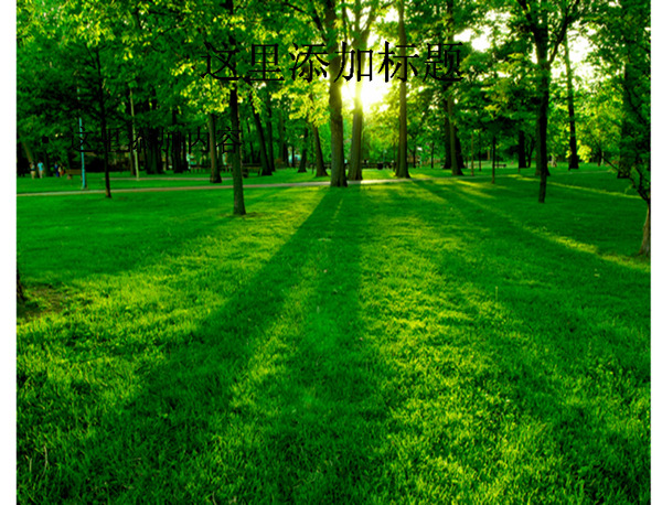 草坪树林晨光绿色