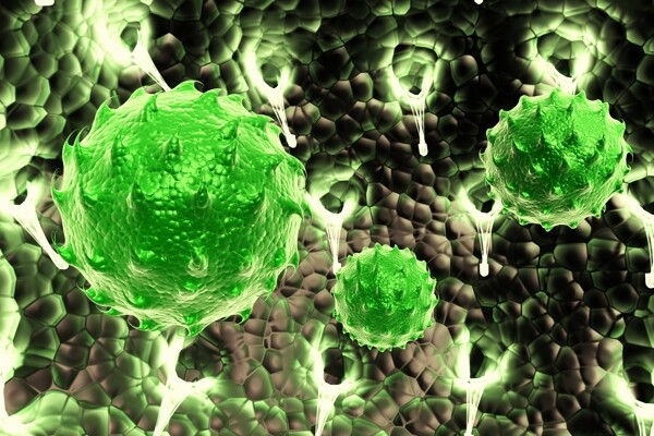 绿色带刺细胞体图片