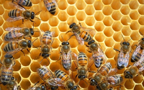 蜂巢蜜蜂图片