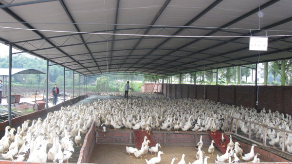 鸭和鸡养殖场图片
