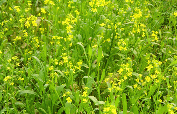 油菜花图片