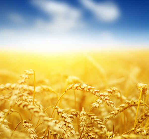 天空麦子黄昏丰收麦穗