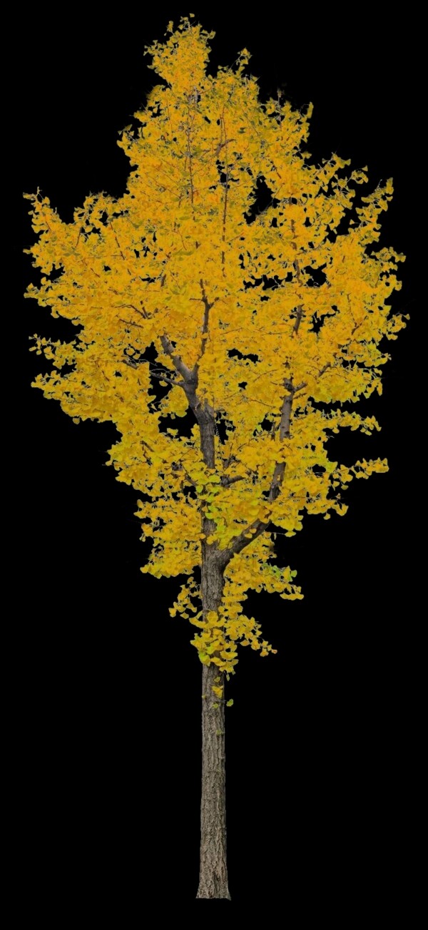 银杏树PSD分层素材图片