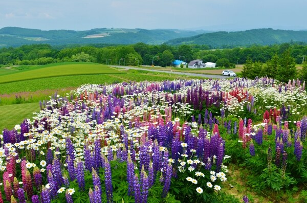 日本北海道富良野风景